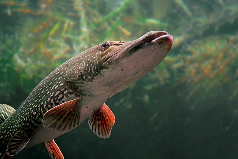 Вид обыкновенная щука - Esox Lucius