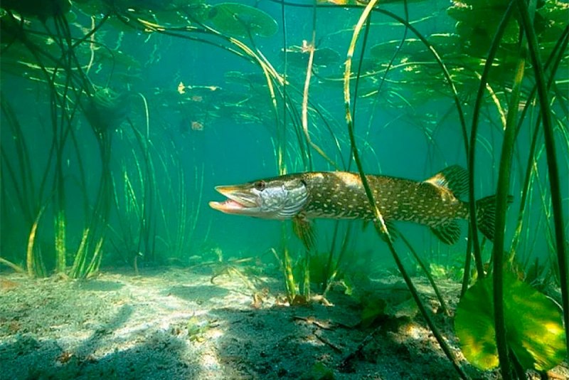 Вид обыкновенная щука - Esox Lucius