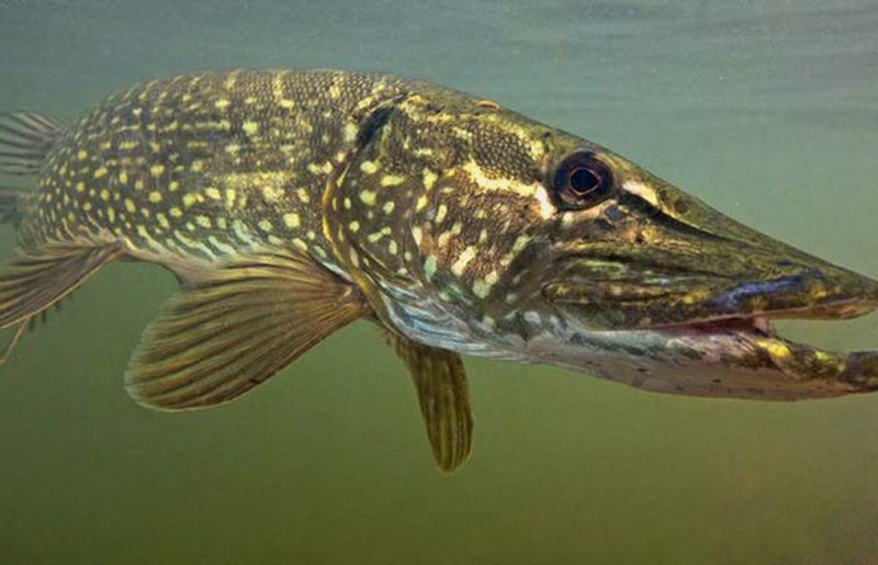 Щука-маскинонг - Esox masquinongy.