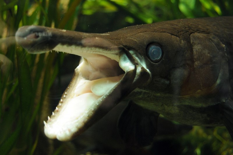 Миссисипский панцирник Atractosteus Spatula