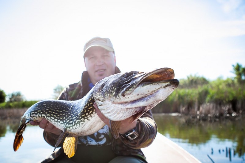 Обыкновенная щука (Esox Lucius)