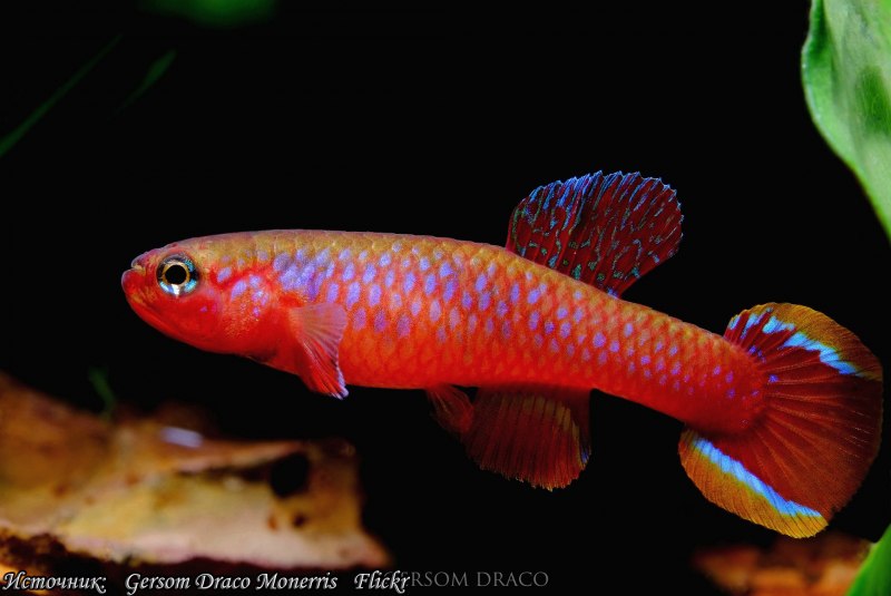 Aphyosemion bitaeniatum