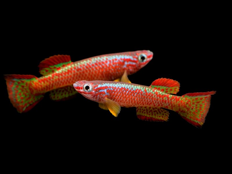Aphyosemion bitaeniatum