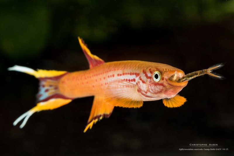 Fundulopanchax sjoestedti
