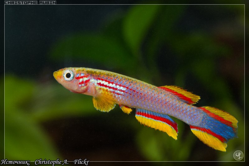 Oryzias woworae