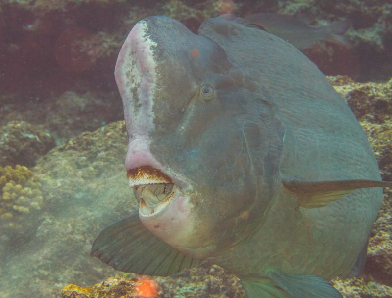 Морда рыбы