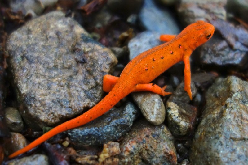 Triturus cristatus гребенчатый Тритон