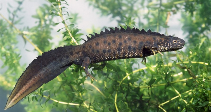 Гребенчатый Тритон Triturus cristatus (Laurenti, 1768)