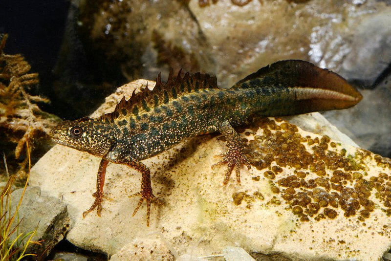 Обыкновенный Тритон Ланца Triturus vulgaris Lantzi