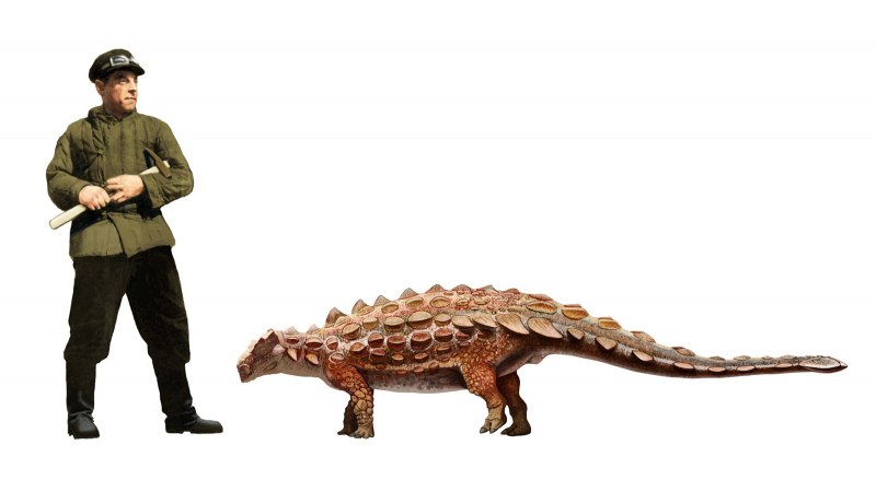 Ankylosaurus magniventris