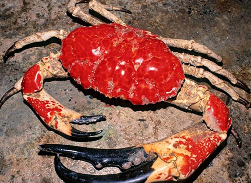 Глубинный краб