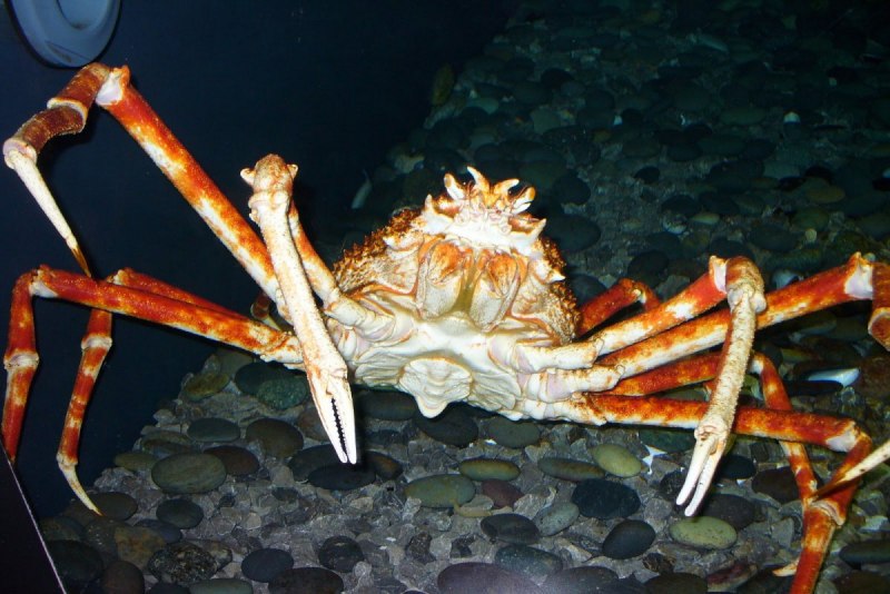 Амурский краб