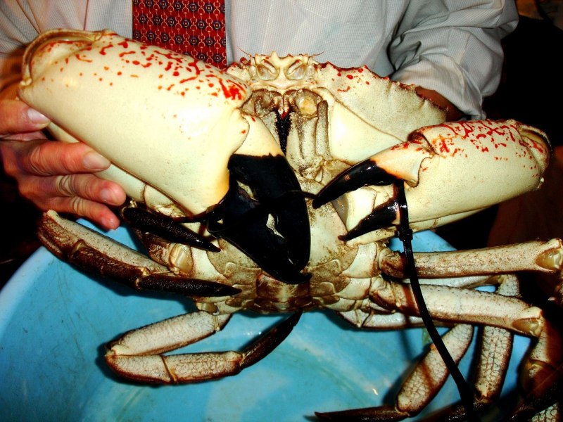 Тасманский Королевский краб