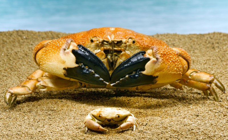 Краб Краснюк черное море