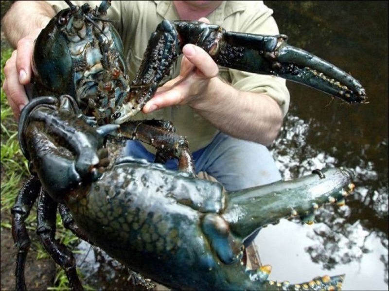 Крабы белого моря