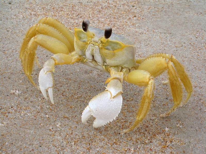 Carcinus aestuarii