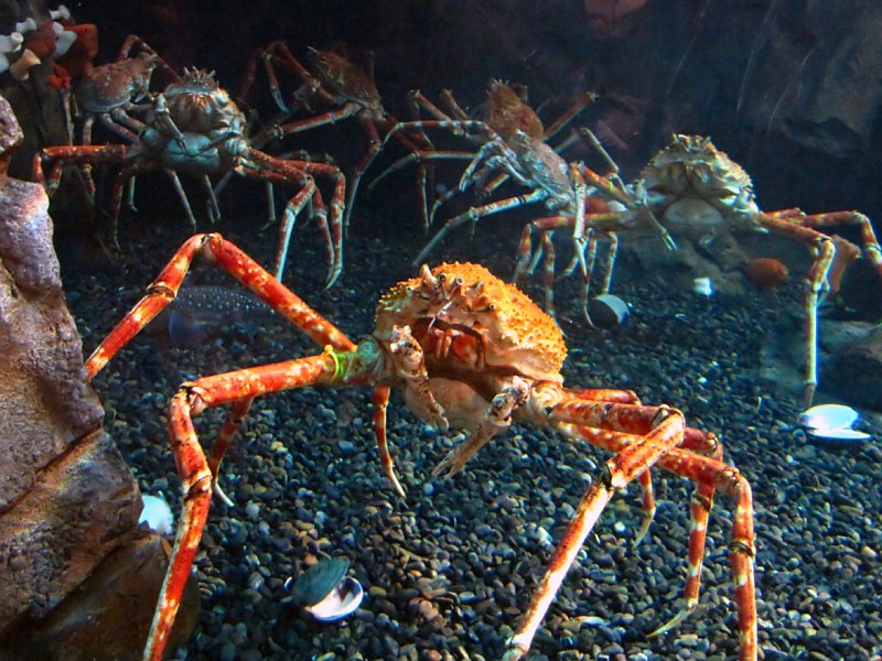 Xantho poressa