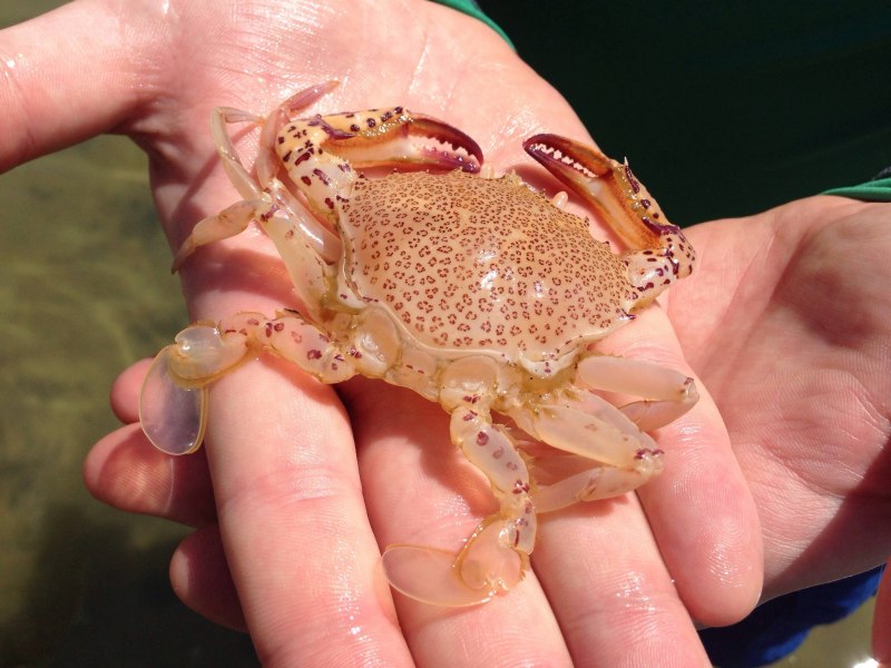 Краб Краснюк черное море