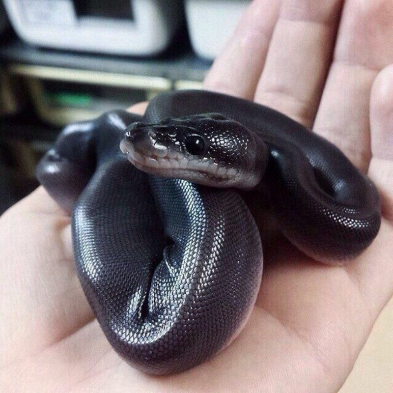 Королевский питон Albino