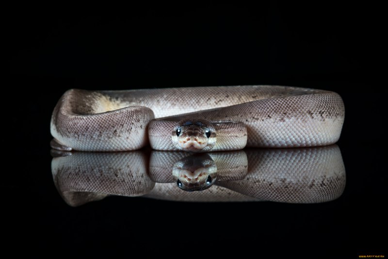 Белогубый питон (Bothrochilus albertisii)