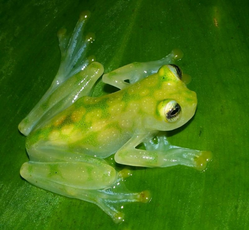 Сетчатая стеклянная лягушка (65 фото)
