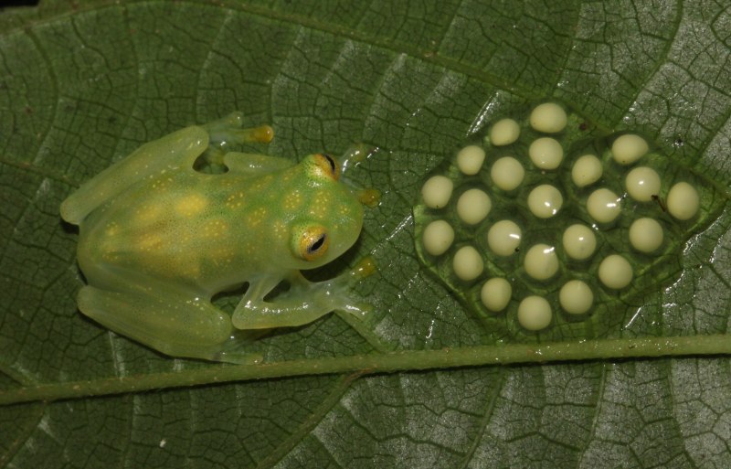 Hyalinobatrachium Dianae