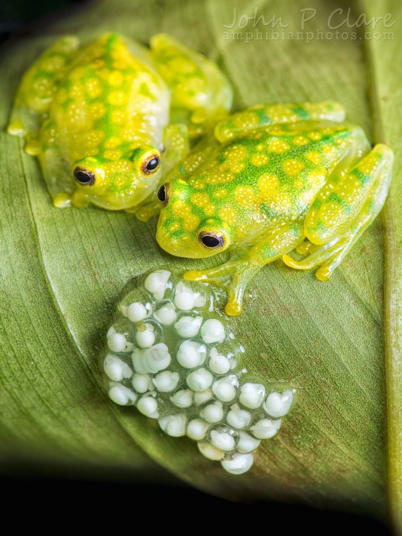 Hyalinobatrachium Dianae