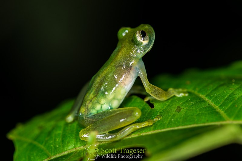 Стеклянные лягушки Centrolenidae