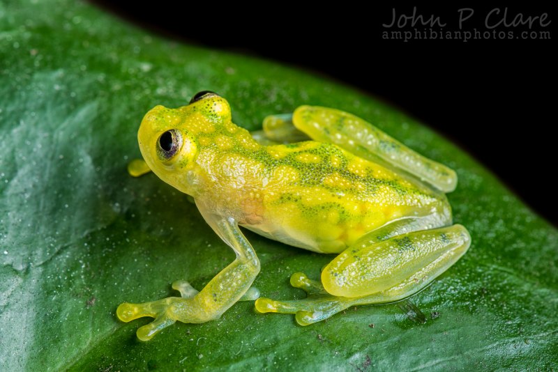 Hyalinobatrachium Dianae