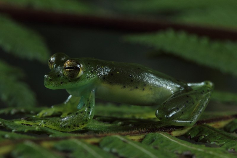 Стеклянная лягушка (Glass Frog)
