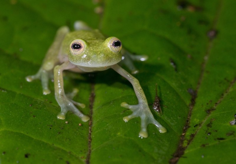 Стеклянная лягушка Флайшмана (Hyalinobatrachium fleischmanni)