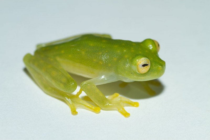 Hyalinobatrachium Dianae