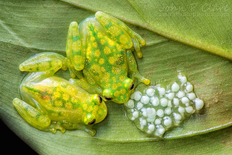 Сетчатая стеклянная лягушка (Hyalinobatrachium valerioi)