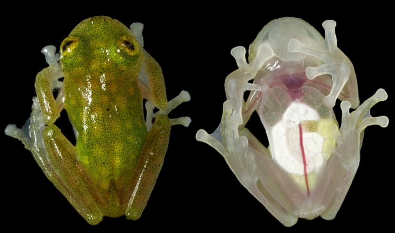 Стеклянная лягушка (Glass Frog)