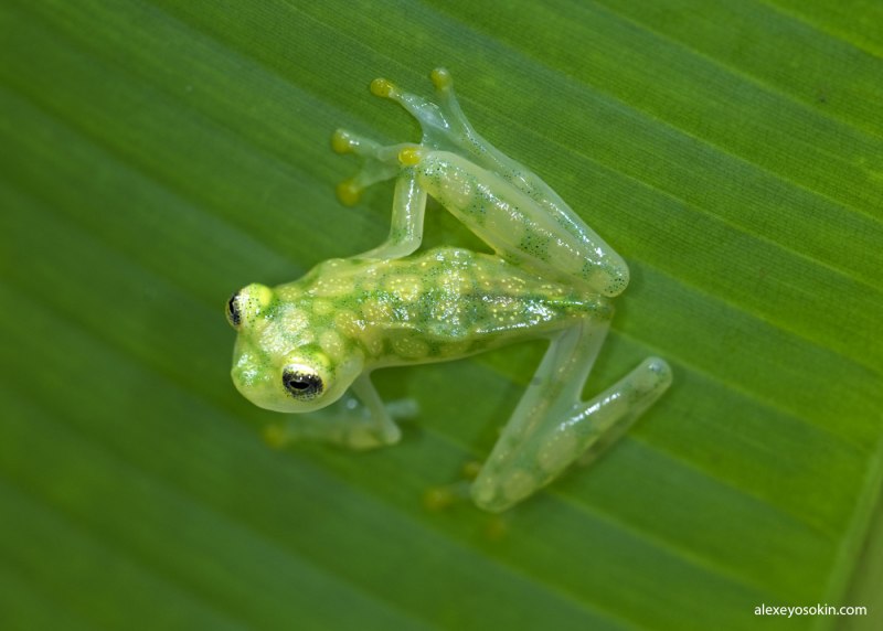 Стеклянная лягушка (Glass Frog)