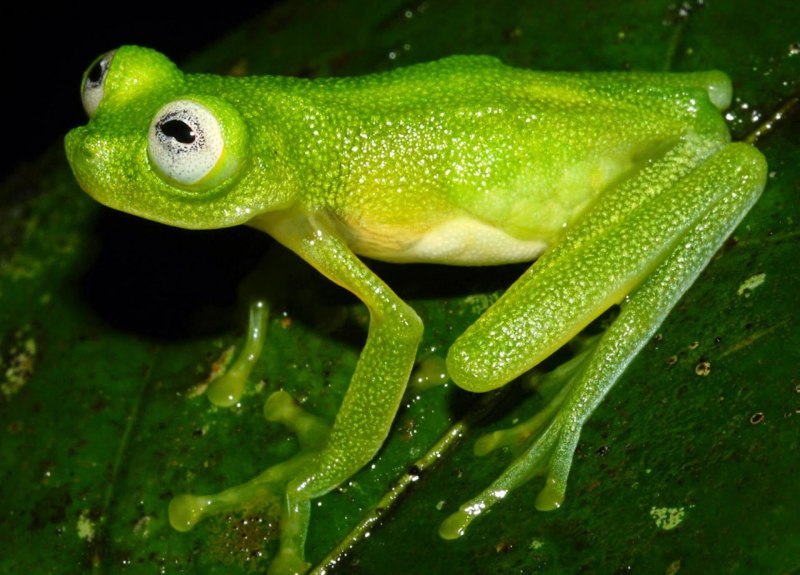 Стеклянная лягушка (Glass Frog)
