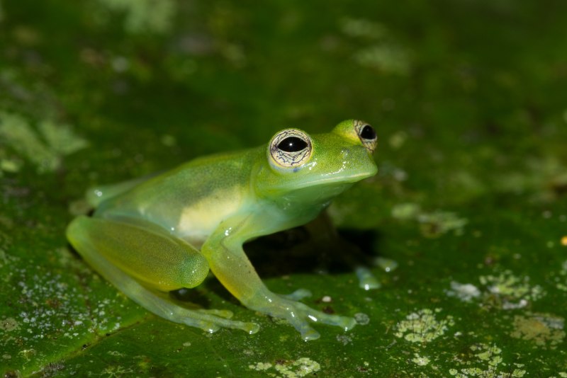 Teratohyla pulverata