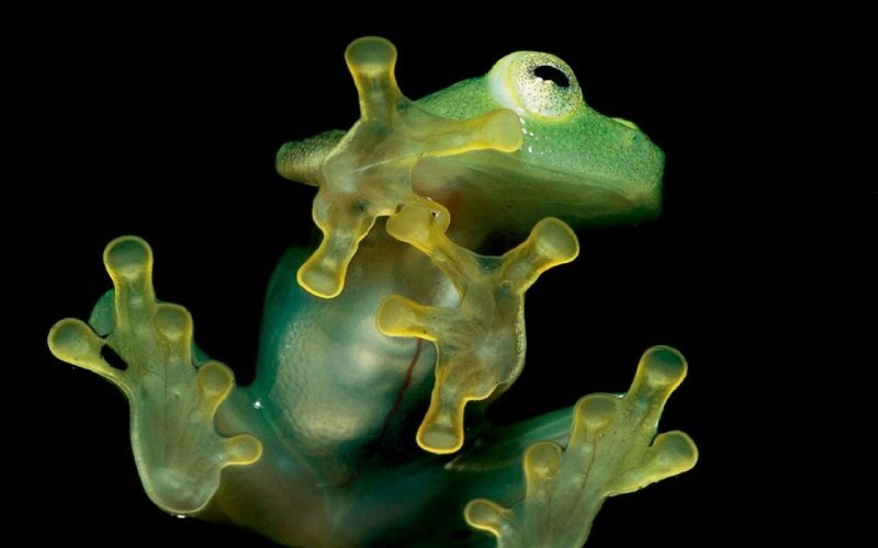 Стеклянная лягушка Флайшмана (Hyalinobatrachium fleischmanni)