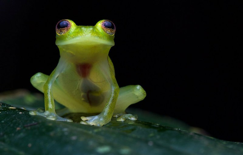 Centrolenidae лягушка