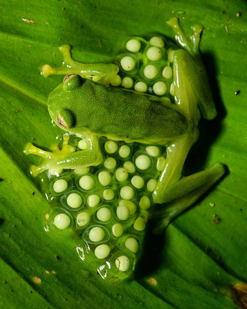 Стеклянная лягушка Флайшмана (Hyalinobatrachium fleischmanni)
