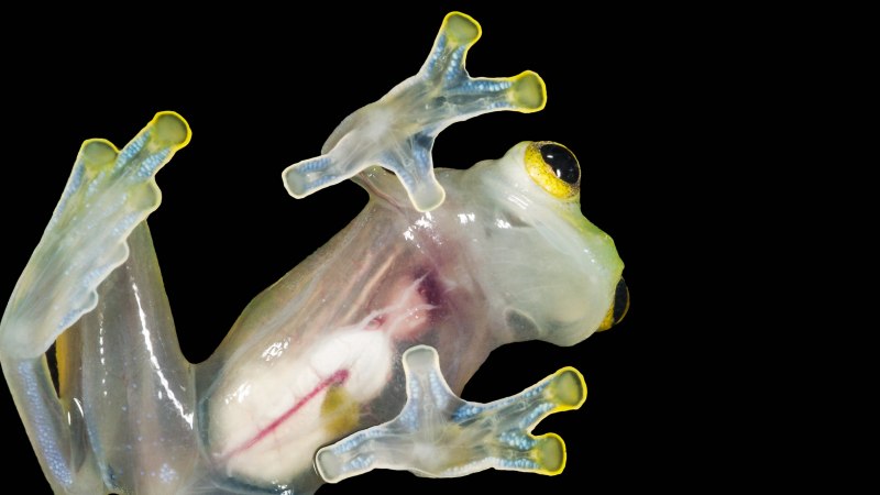 Стеклянная лягушка (лат.Centrolenidae)