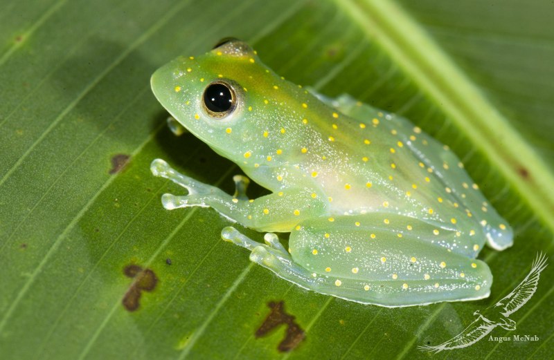 Hyalinobatrachium Dianae