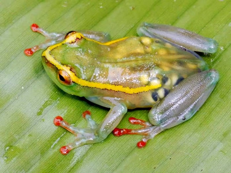 Hyalinobatrachium Dianae