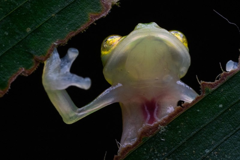 Стеклянная лягушка (Glass Frog)