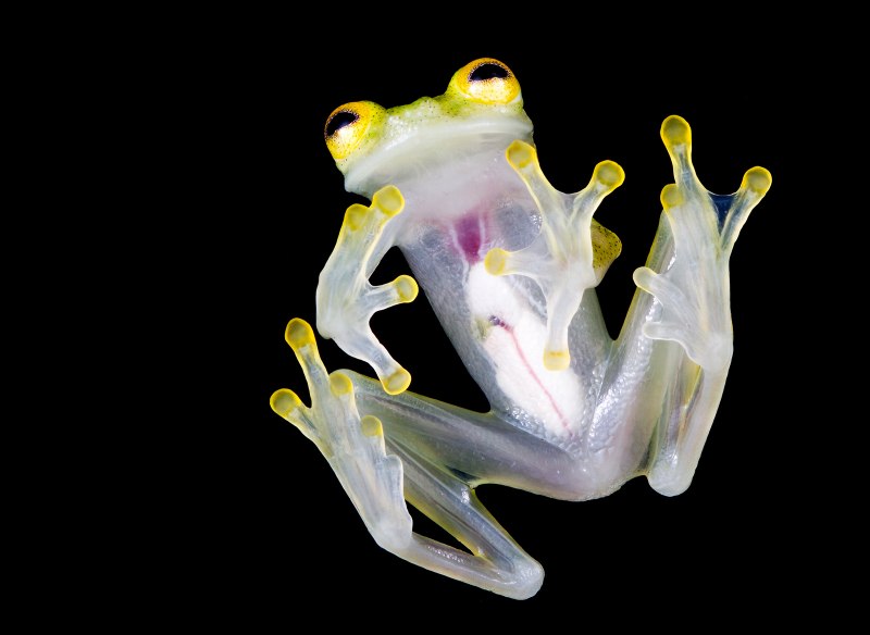 Hyalinobatrachium Dianae