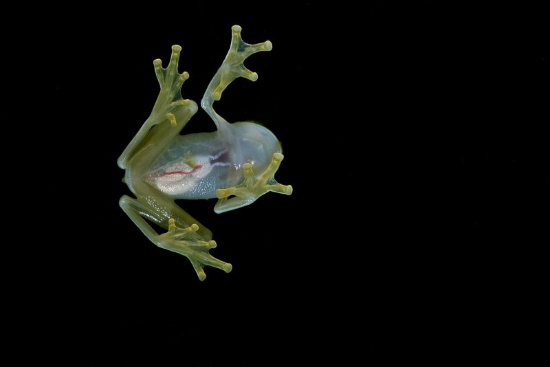 Hyalinobatrachium eurygnathum