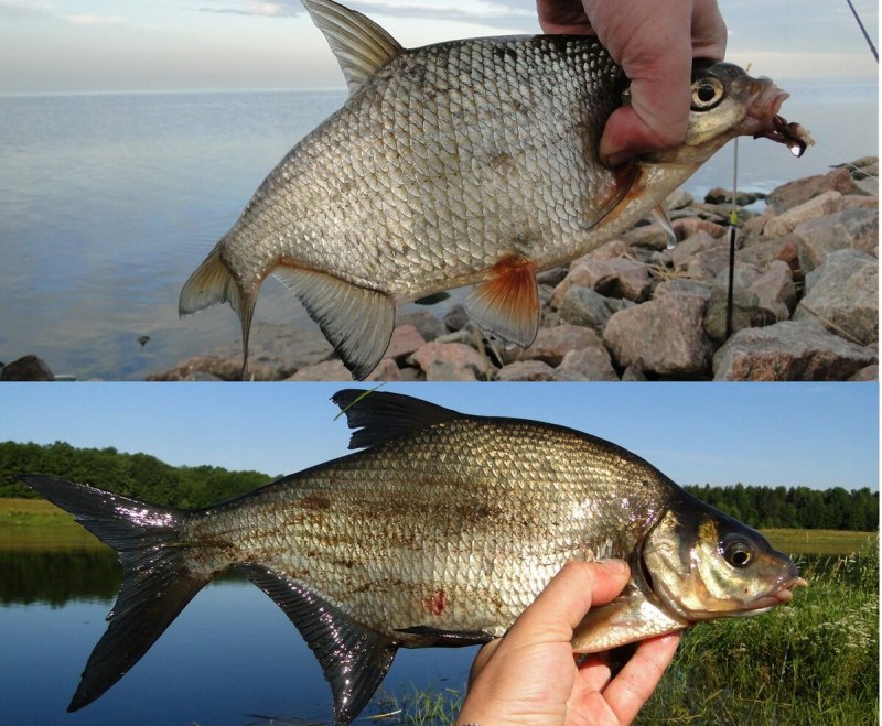 Безнасадочные мормышки на плотву