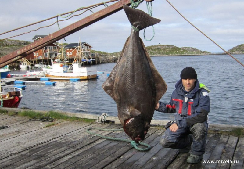 Halibut рыба
