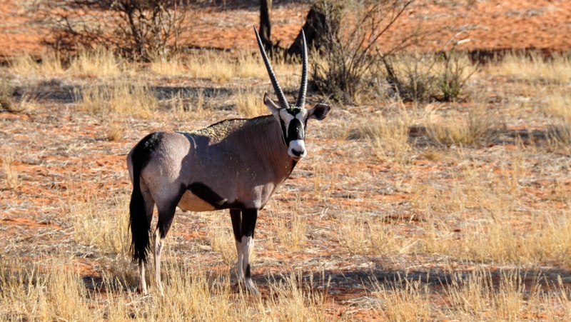 Вилорогая антилопа Северной Америки