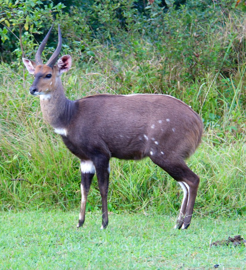 Hippotragus Leucophaeus